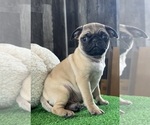 Small #2 Pug