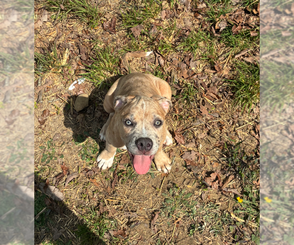 Medium Photo #1 Boxer-Unknown Mix Puppy For Sale in Holly Springs, NC, USA