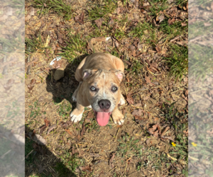 Boxer-Unknown Mix Dogs for adoption in Holly Springs, NC, USA