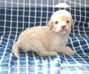 Goldendoodle (Miniature) Puppy for sale in BLMGTN, IN, USA