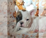 Small Photo #30 French Bulldog Puppy For Sale in W LINN, OR, USA