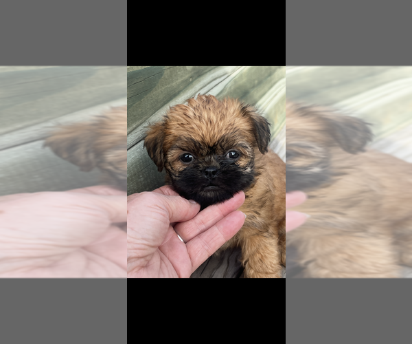 Medium Photo #1 Brussels Griffon Puppy For Sale in NILES, MI, USA