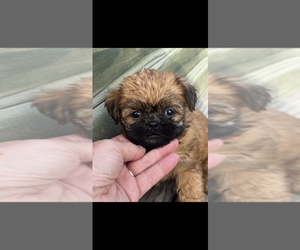 Brussels Griffon Puppy for sale in NILES, MI, USA