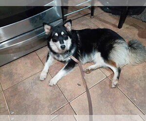 Siberian Husky Dogs for adoption in Pacific grove , CA, USA