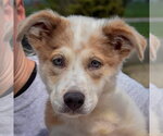 Small #6 Australian Shepherd-Collie Mix