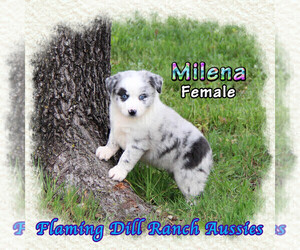 Miniature Australian Shepherd Puppy for Sale in FORESTBURG, Texas USA