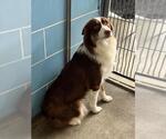 Small Australian Shepherd