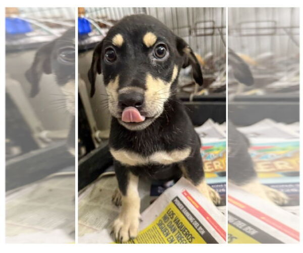 Medium Photo #2 Dachshund-Doberman Pinscher Mix Puppy For Sale in Virginia Beach, VA, USA