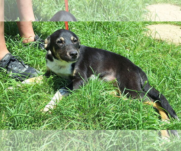 Medium Photo #2 Mutt Puppy For Sale in Wetumpka, AL, USA