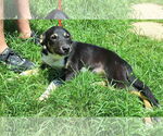 Small #1 Mutt