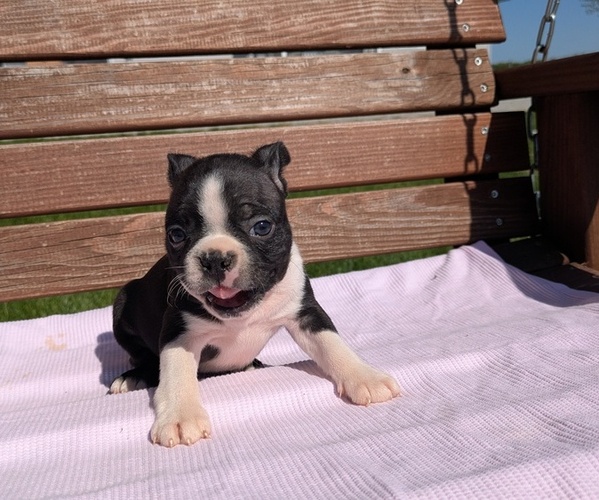 Medium Photo #7 Boston Terrier Puppy For Sale in GOSHEN, IN, USA