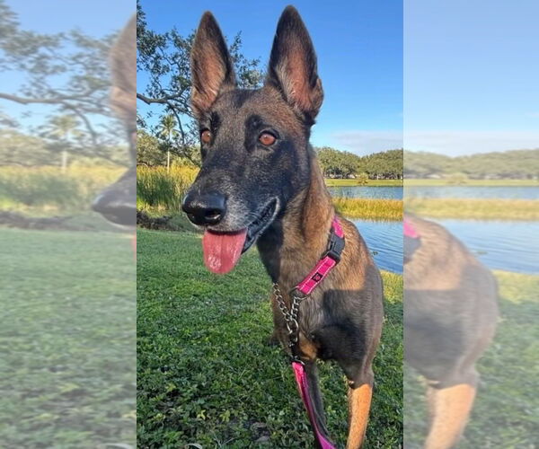 Medium Photo #5 Mutt Puppy For Sale in Imlay City, MI, USA