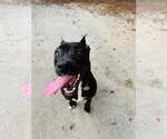Small #5 Mutt