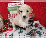 Puppy 7 Goldendoodle
