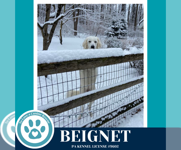 Medium Photo #3 Great Pyrenees-Unknown Mix Puppy For Sale in Kimberton, PA, USA