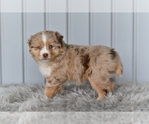 Miniature Australian Shepherd Puppy for sale in MILLERSBURG, OH, USA
