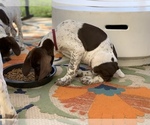 Small Photo #4 German Shorthaired Pointer Puppy For Sale in BELTON, TX, USA
