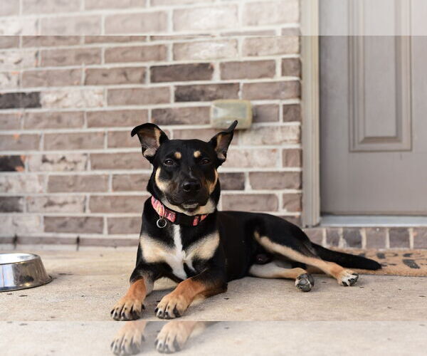 Medium Photo #4 Mutt Puppy For Sale in Katy, TX, USA