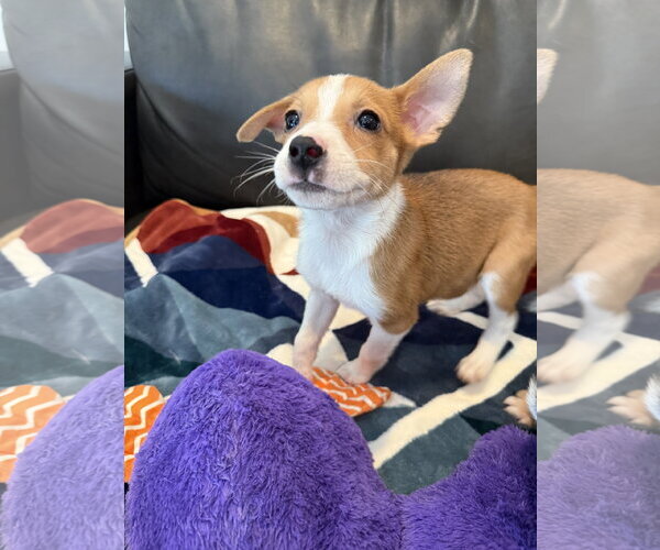 Medium Photo #3 Australian Terrier-German Shepherd Dog Mix Puppy For Sale in Duluth, MN, USA