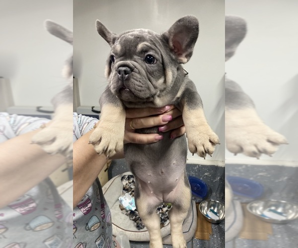 Medium Photo #1 French Bulldog Puppy For Sale in LOUISVILLE, KY, USA