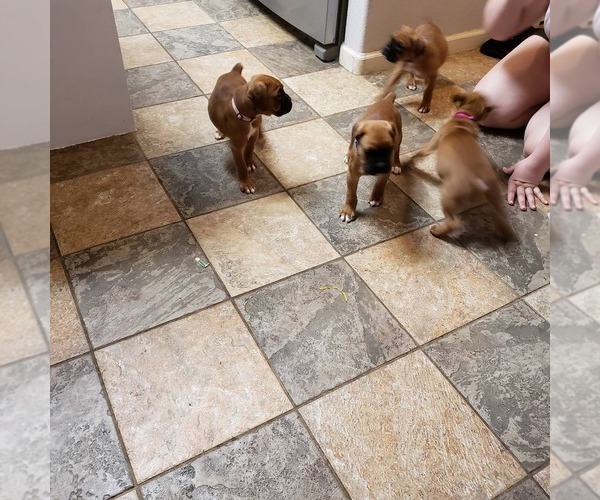 Medium Photo #5 Boxer Puppy For Sale in STKN, CA, USA