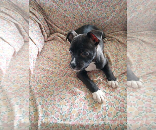 Medium Photo #6 Mutt Puppy For Sale in Holly Springs, NC, USA