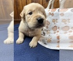 Small #3 Golden Retriever
