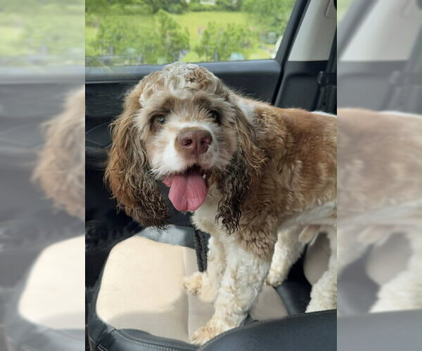 Medium Photo #5 Cocker Spaniel Puppy For Sale in Arlington, VA, USA