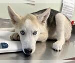 Small Siberian Husky