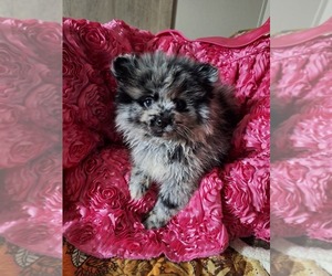 Pomeranian Puppy for sale in SPOTSYLVANIA, VA, USA