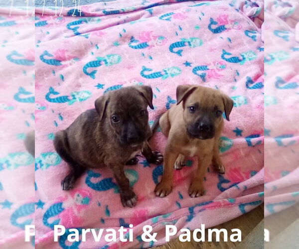 Medium Photo #11 Mutt Puppy For Sale in Apple Valley, CA, USA