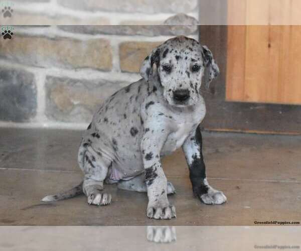 Medium Photo #2 Great Dane Puppy For Sale in MILLERSBURG, PA, USA