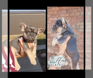 French Bulldog Puppy for sale in LAWTON, OK, USA