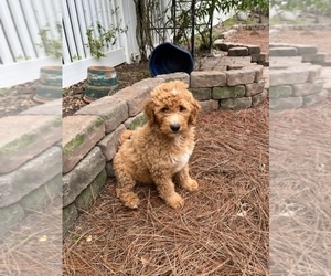 Goldendoodle Puppy for sale in AIKEN, SC, USA