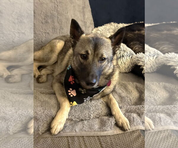Medium Photo #1 Norwegian Elkhound Puppy For Sale in St. Louis Park, MN, USA