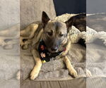 Small Norwegian Elkhound