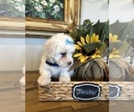 Small #2 Maltipoo