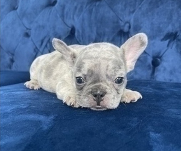 Medium Photo #6 French Bulldog Puppy For Sale in BIRMINGHAM, MI, USA