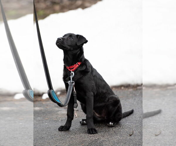 Medium Photo #11 Mutt Puppy For Sale in Elmsford, NY, USA