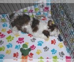 Small Photo #2 Poochon Puppy For Sale in ORO VALLEY, AZ, USA