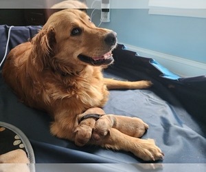 Mother of the Golden Retriever puppies born on 09/06/2023
