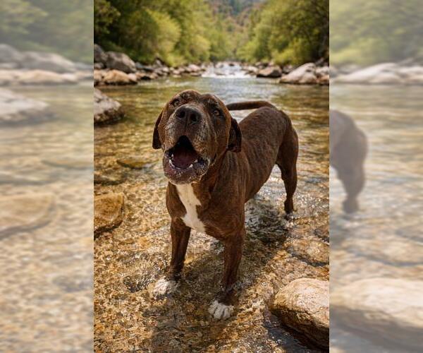 Medium Photo #1 Boxer Puppy For Sale in Globe, AZ, USA