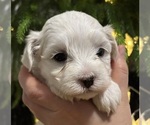 Small #8 Maltese