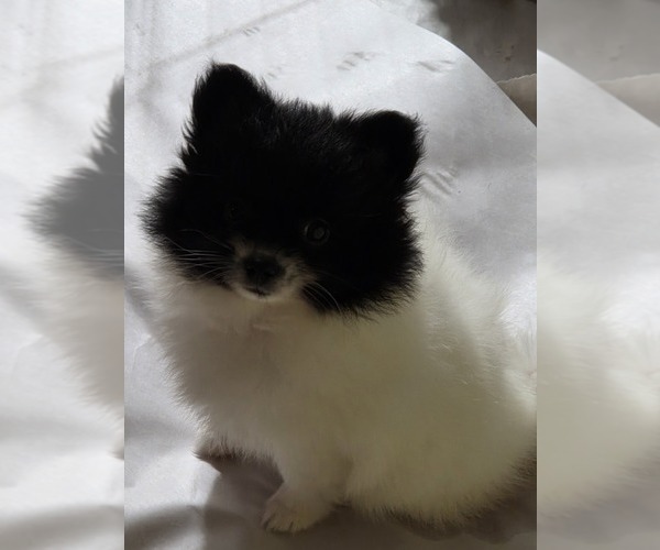 Medium Photo #1 Pomeranian Puppy For Sale in SPOTSYLVANIA, VA, USA