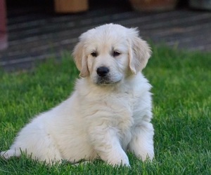 Golden Retriever Puppy for sale in SCOTTSDALE, AZ, USA