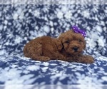 Small #4 Cavapoo