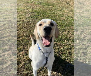 Labrador Retriever Dogs for adoption in Candler, NC, USA