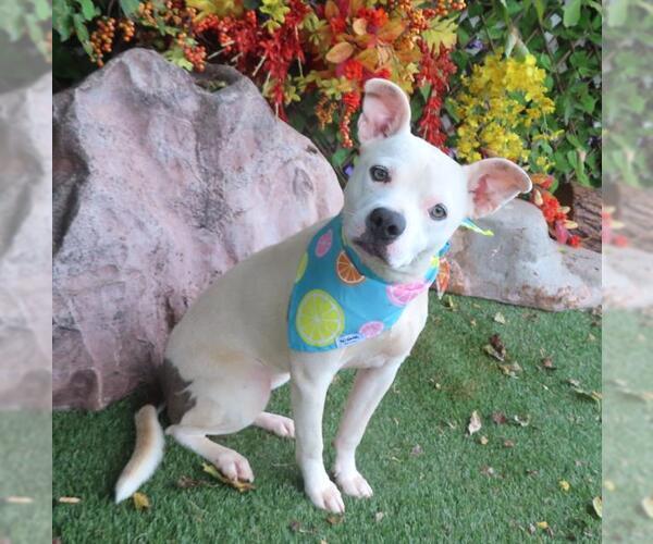 Medium Photo #1 American Pit Bull Terrier-Unknown Mix Puppy For Sale in Oklahoma City, OK, USA