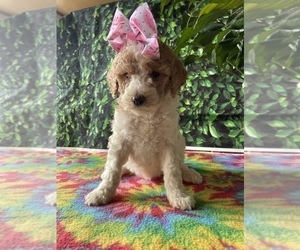 Poodle (Standard) Puppy for Sale in LANCASTER, Pennsylvania USA