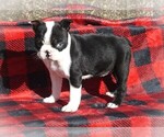 Small Photo #1 Boston Terrier Puppy For Sale in LUBLIN, WI, USA